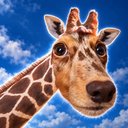 Giraffedog