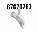 67cat