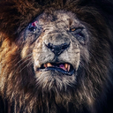 The Alpha Lion logo