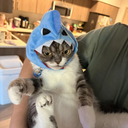 Shark Cat logo