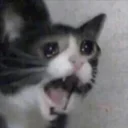 paincat