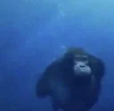 Monke