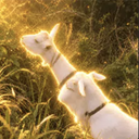 ヤギ
