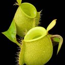 Nepenthes