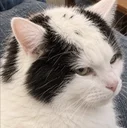 baldcat