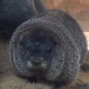 The Chud Woodchuck logo