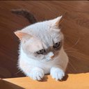 Hypurr