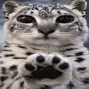 paws