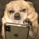 sobdog