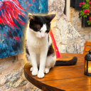$BIDIK · Follow The Cat