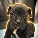 $PERCY · Elon's Dog