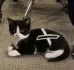 xcat