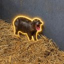 The Pygmy Hippo logo
