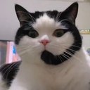CallCat logo