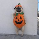 Pugkin