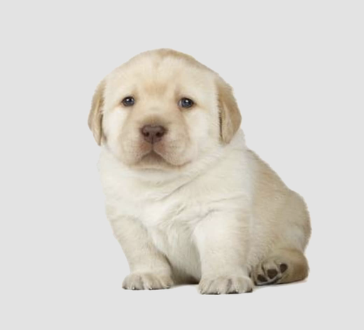 perro