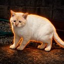 sadcat