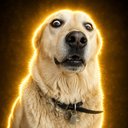 Dog In Shock logo