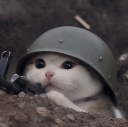 trenchcat