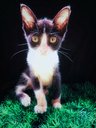 Robinhood Cat logo
