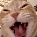 LMEOW