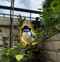 The Jew Bird logo