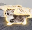 kitten