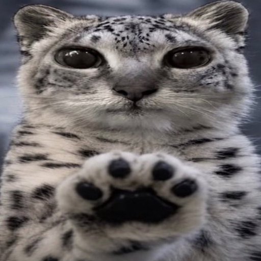 paws