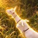 ヤギ