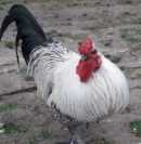 Sanyi