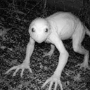 Cryptid