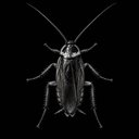 Cockroach