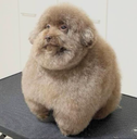 scoobert