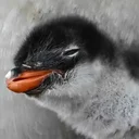 $GENTOO · Pygoscelis kerguelensis