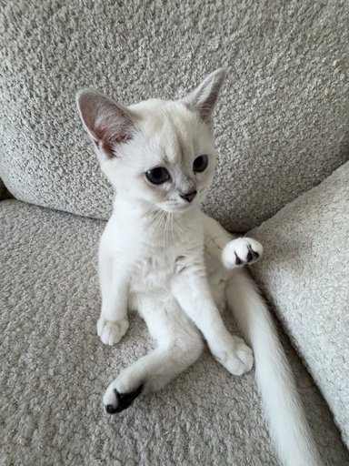 COCO