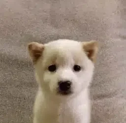 bob