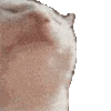 catJAM