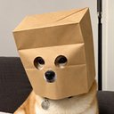 ZDOG