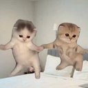 Dancing Kittens logo