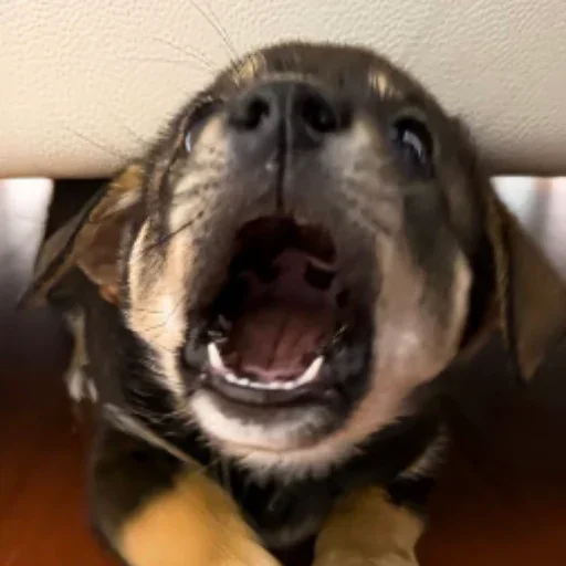 popdog