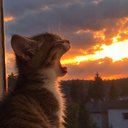 FireKitten
