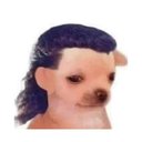 Perrito