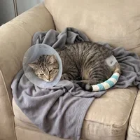 Biscuit