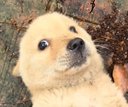 the New Doge logo