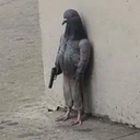 pigeon wif gun logo