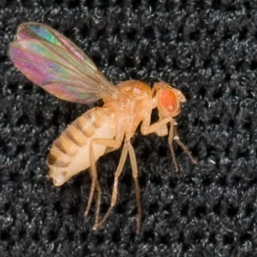 FLIES
