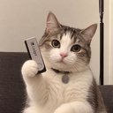 $LCAT · Ledger Cat