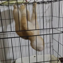 $HOLDCAT · holdcat