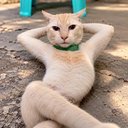 jiggycat