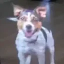 JAX